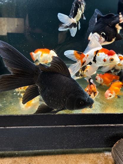 Black Short Body Koi 7-8" Live Fish Freshwater Pond Aquarium Ornamental Carp