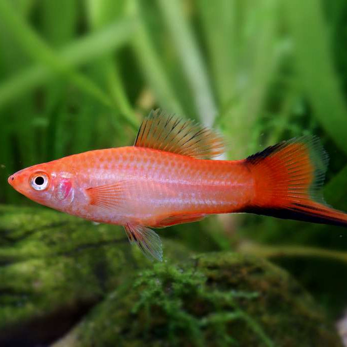 5-Pack Pink Twinbar Swordtail Live Fish Freshwater Community Aquarium