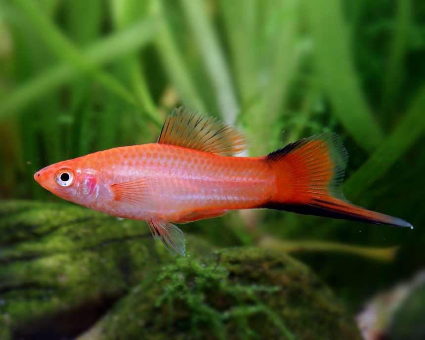 5-Pack Pink Twinbar Swordtail Live Fish Freshwater Community Aquarium