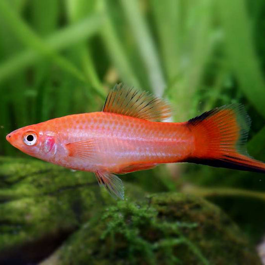 5-Pack Pink Twinbar Swordtail Live Fish Freshwater Community Aquarium