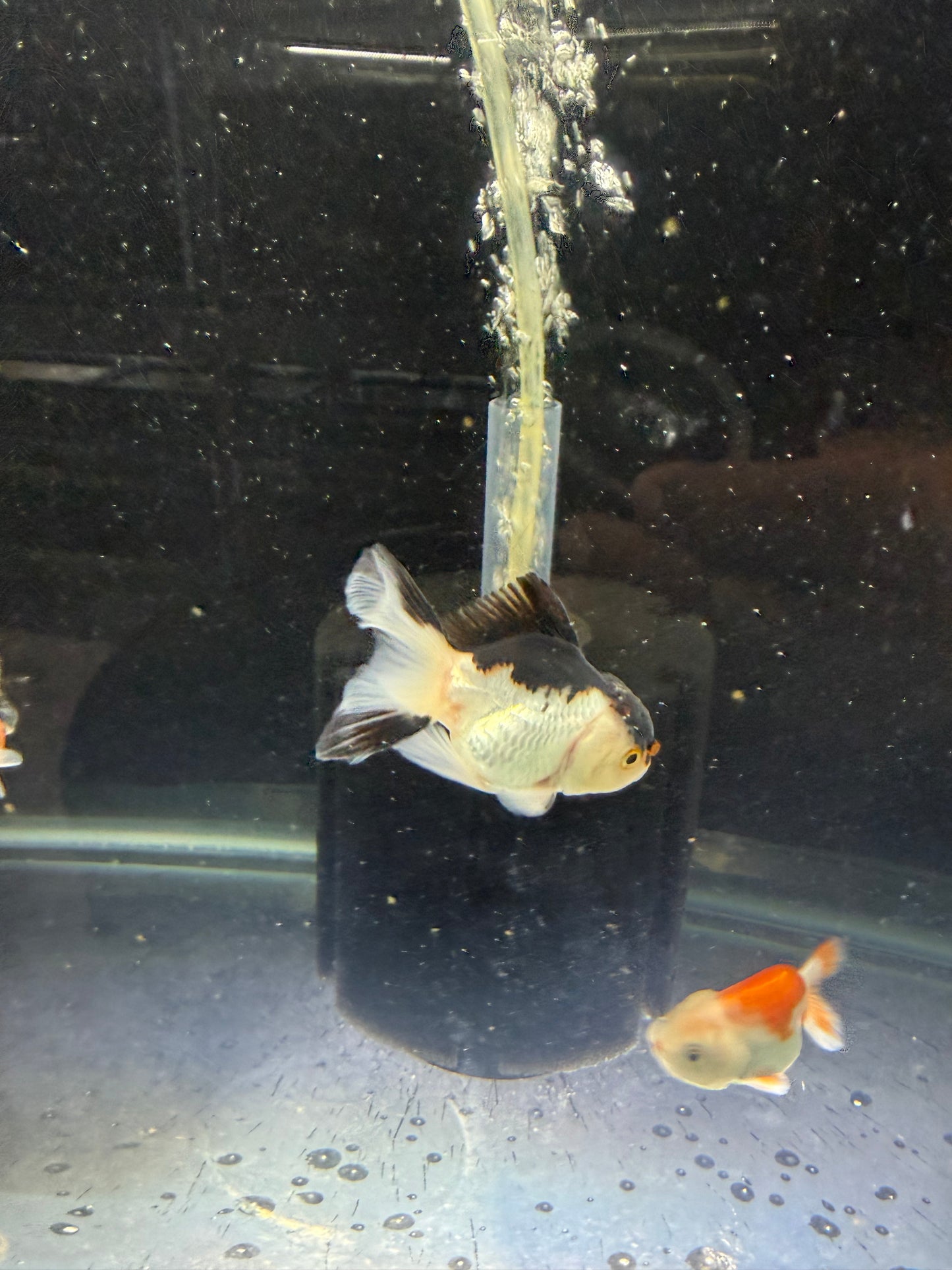 Panda Oranda Premium Goldfish Live Fish 2.5-3 Inch Fancy Black White