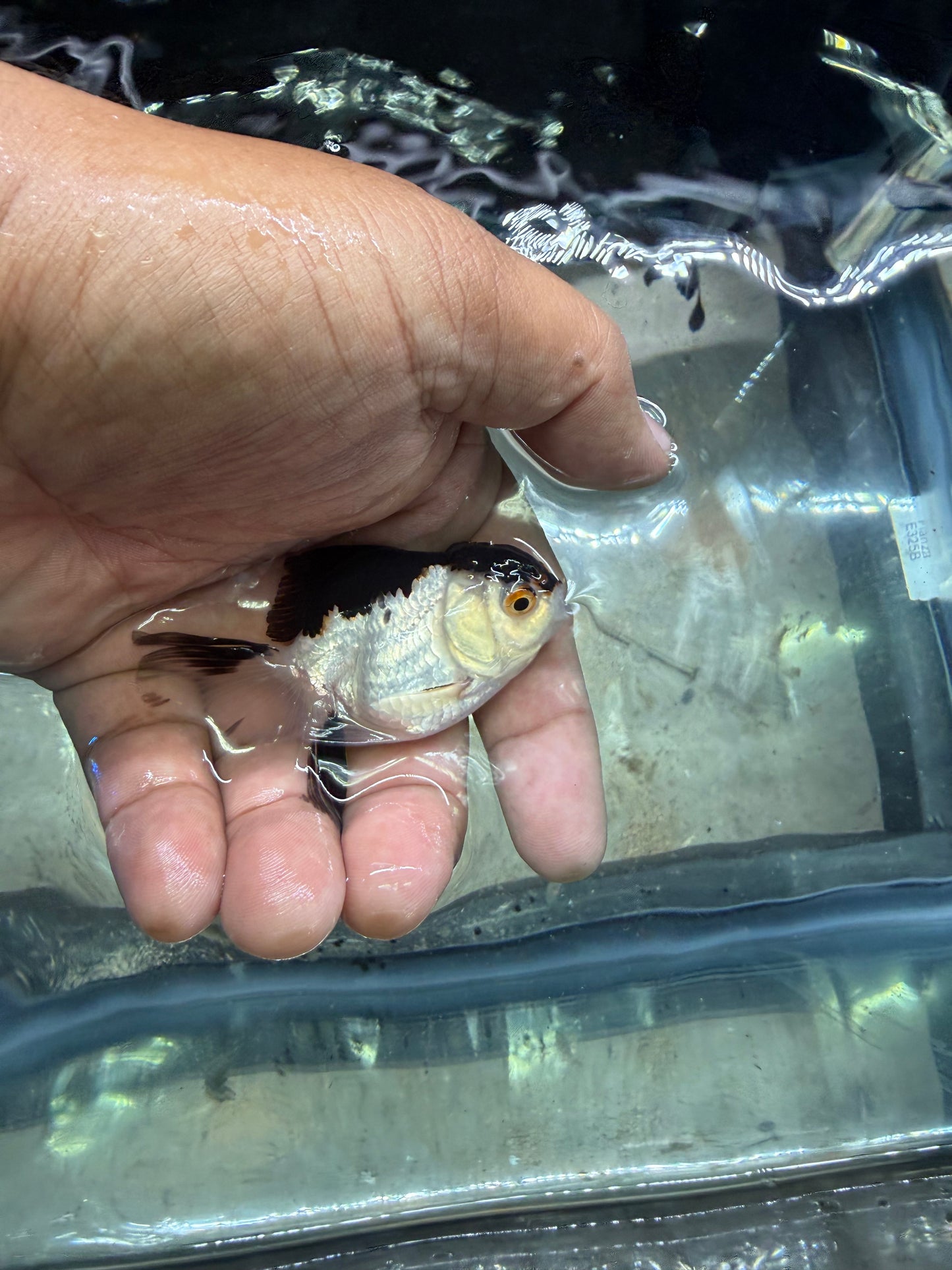 Panda Oranda Premium Goldfish Live Fish 2.5-3 Inch Fancy Black White
