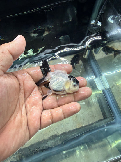 Panda Oranda Premium Goldfish Live Fish 2.5-3 Inch Fancy Black White