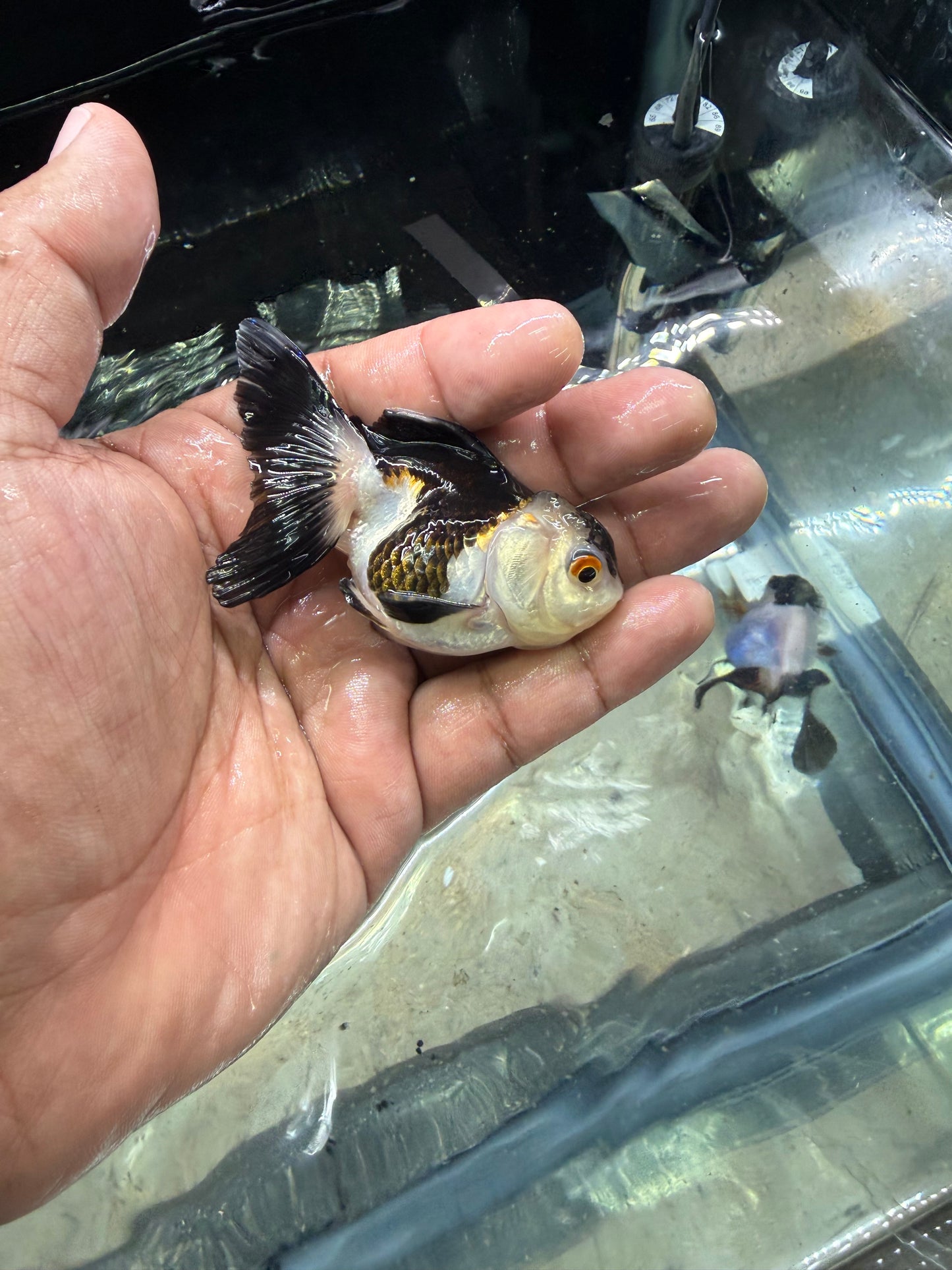 Panda Oranda Premium Goldfish Live Fish 2.5-3 Inch Fancy Black White