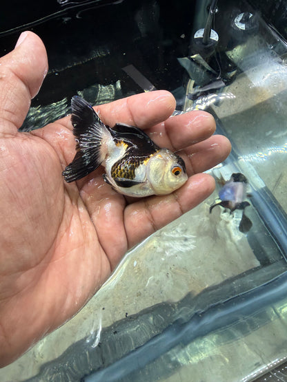 Panda Oranda Premium Goldfish Live Fish 2.5-3 Inch Fancy Black White