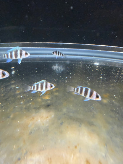 Blue Zaire Mpimbwe Frontosa African Cichlid Live Fish 1-1.5" Freshwater