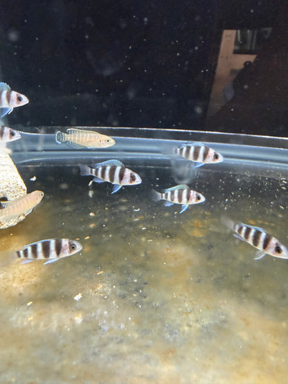 Blue Zaire Mpimbwe Frontosa African Cichlid Live Fish 1-1.5" Freshwater
