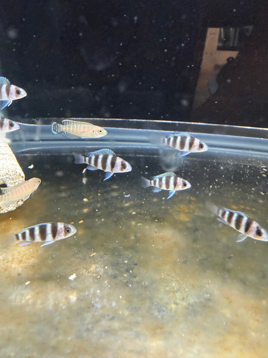 Blue Zaire Mpimbwe Frontosa African Cichlid Live Fish 1-1.5" Freshwater