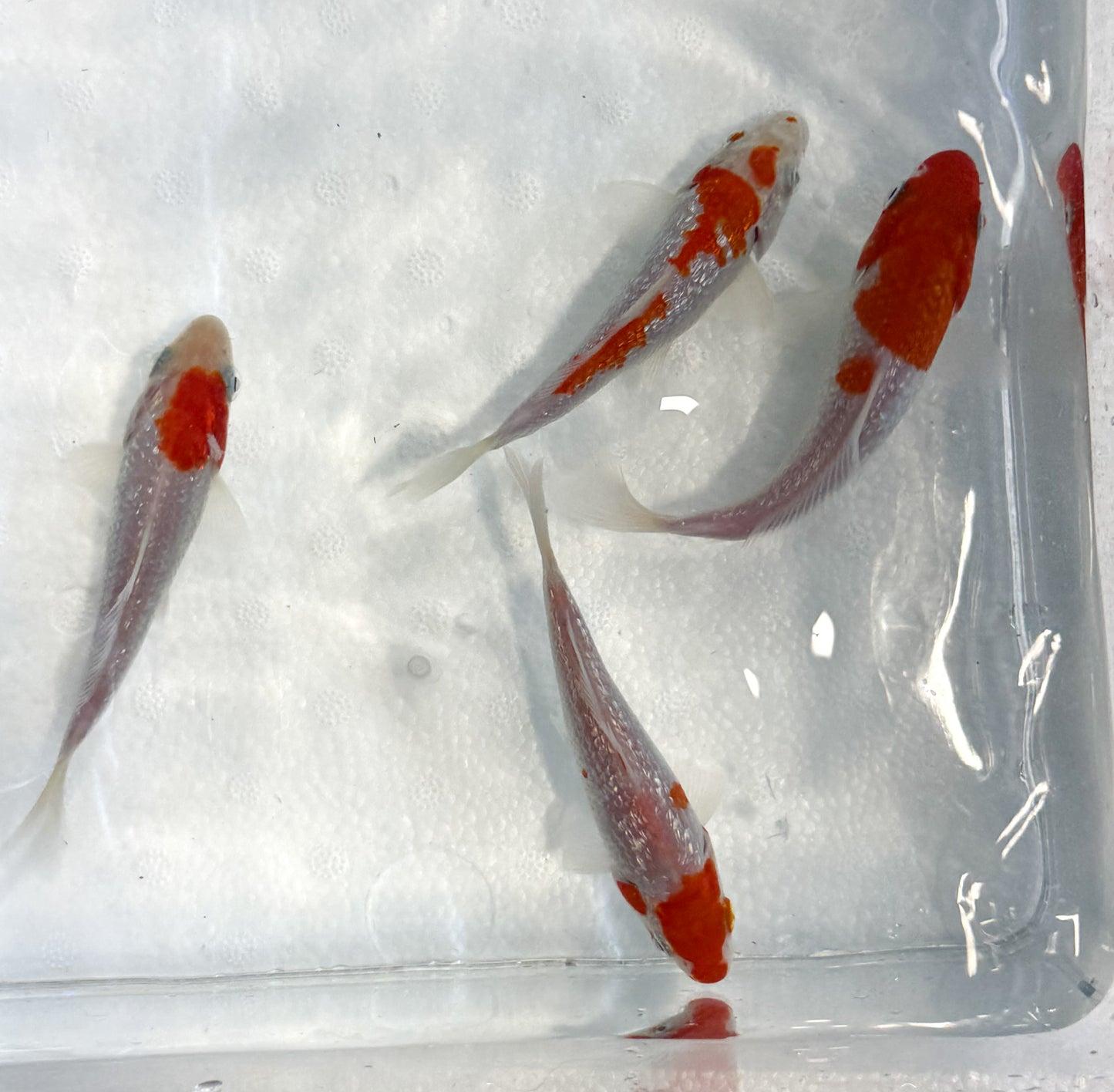 2-Pack Diamond Scale Kohaku Koi 4-5" Live Freshwater Pond Fish Premium Koi