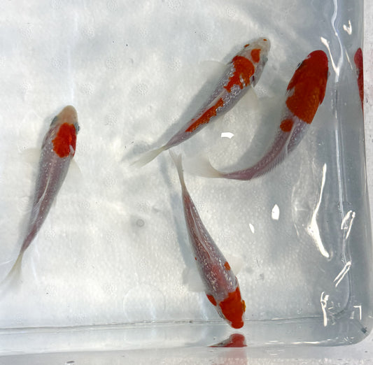 2-Pack Diamond Scale Kohaku Koi 4-5" Live Freshwater Pond Fish Premium Koi