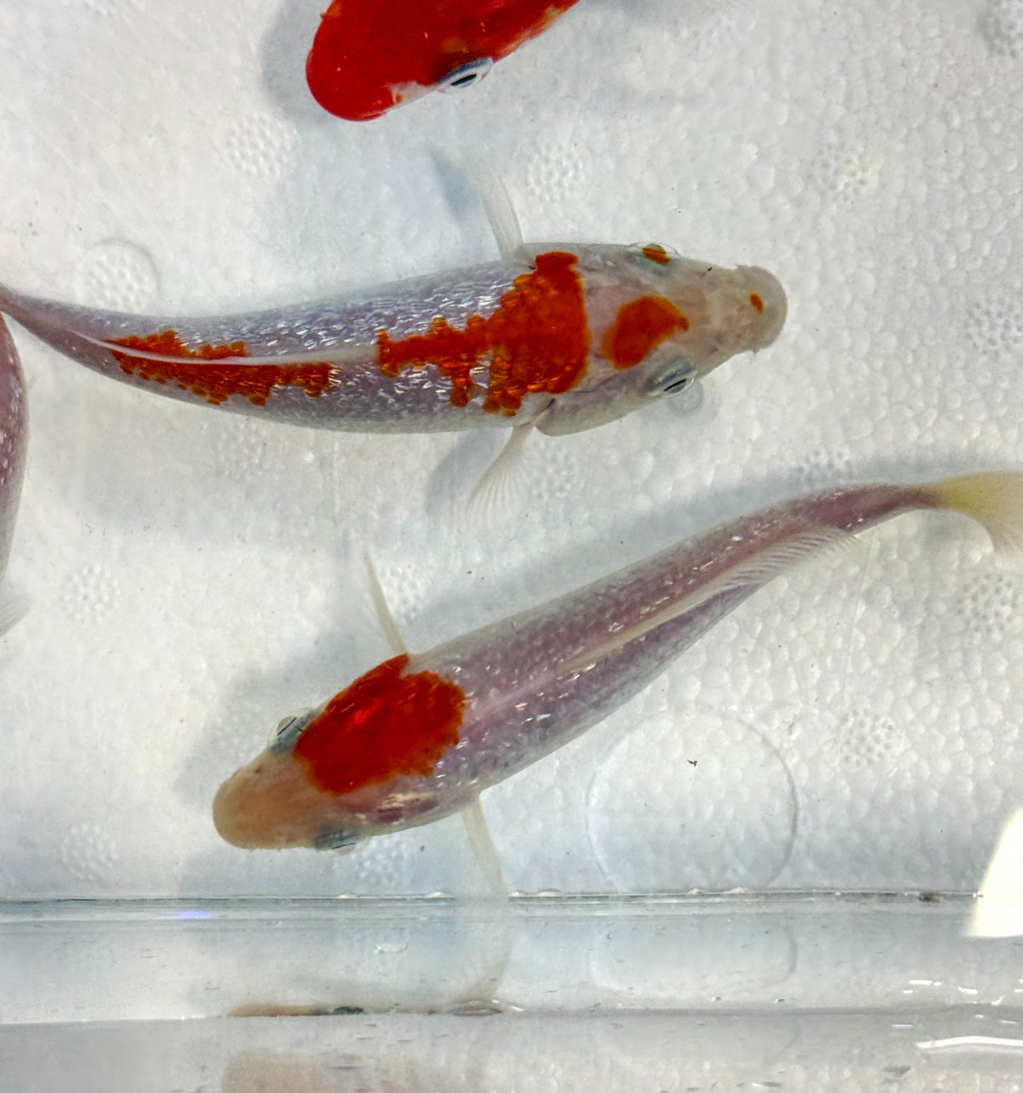 2-Pack Diamond Scale Kohaku Koi 4-5" Live Freshwater Pond Fish Premium Koi