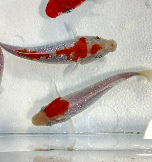 2-Pack Diamond Scale Kohaku Koi 4-5" Live Freshwater Pond Fish Premium Koi