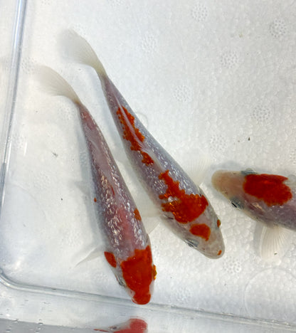 2-Pack Diamond Scale Kohaku Koi 4-5" Live Freshwater Pond Fish Premium Koi