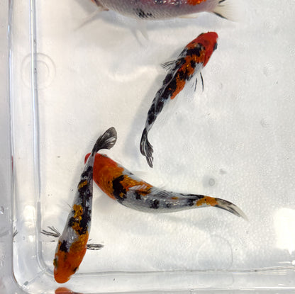 2-Pack Diamond Scale Tricolor Koi 4-5" Live Freshwater Pond Fish Premium Koi