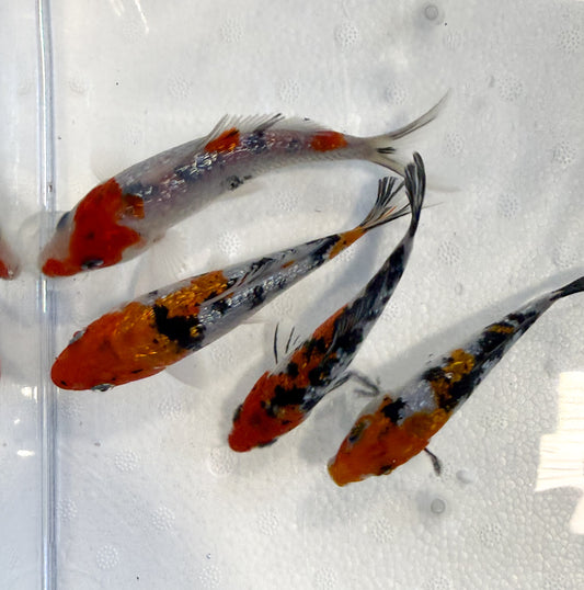 2-Pack Diamond Scale Tricolor Koi 4-5" Live Freshwater Pond Fish Premium Koi