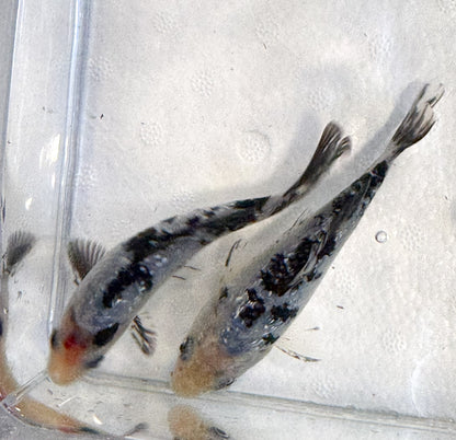 2-Pack Diamond Scale Shiro Bekko Koi 4-5" Live Freshwater Pond Fish