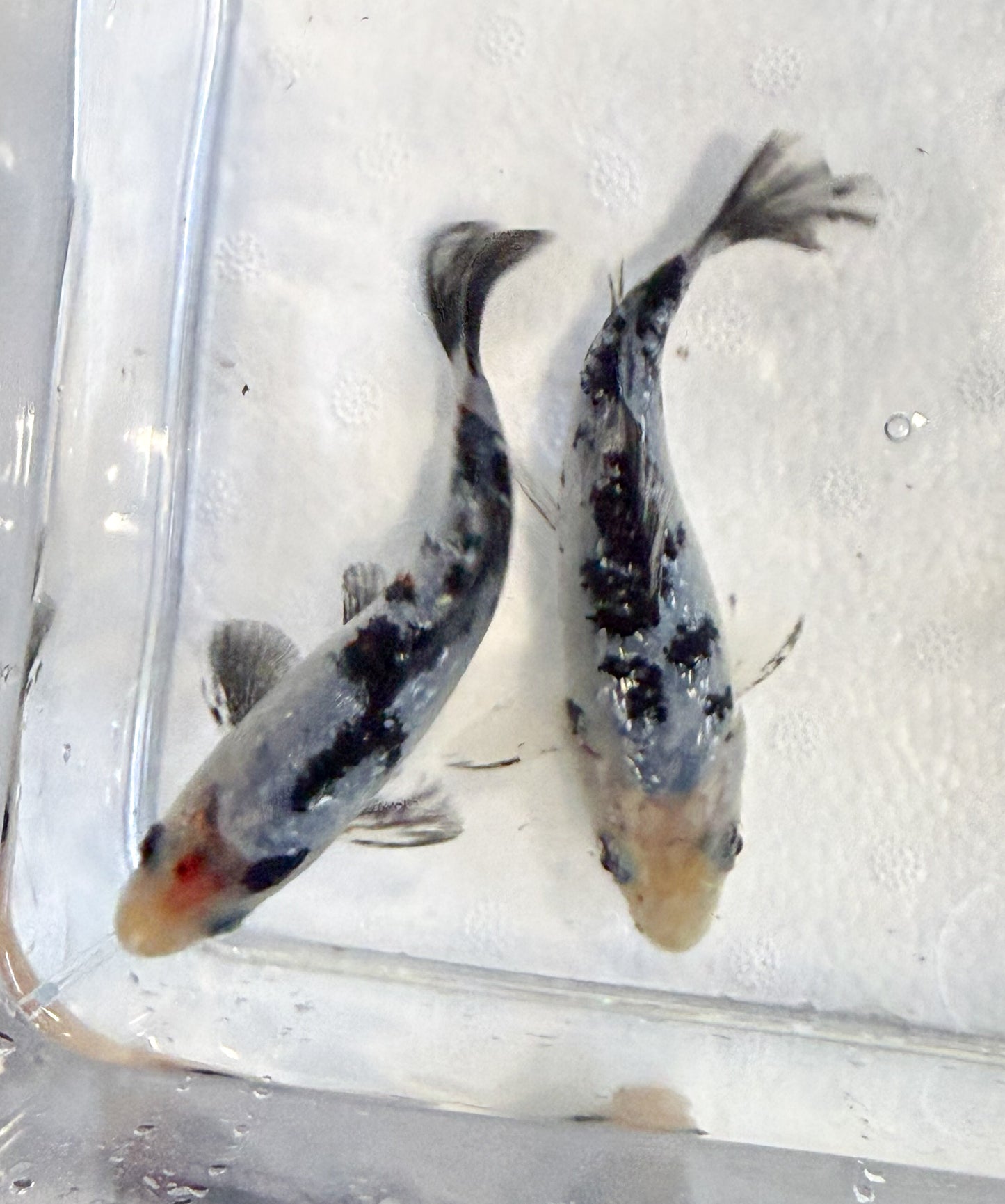 2-Pack Diamond Scale Shiro Bekko Koi 4-5" Live Freshwater Pond Fish