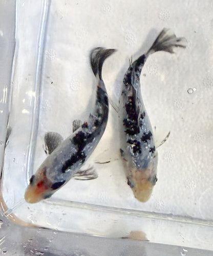 2-Pack Diamond Scale Shiro Bekko Koi 4-5" Live Freshwater Pond Fish