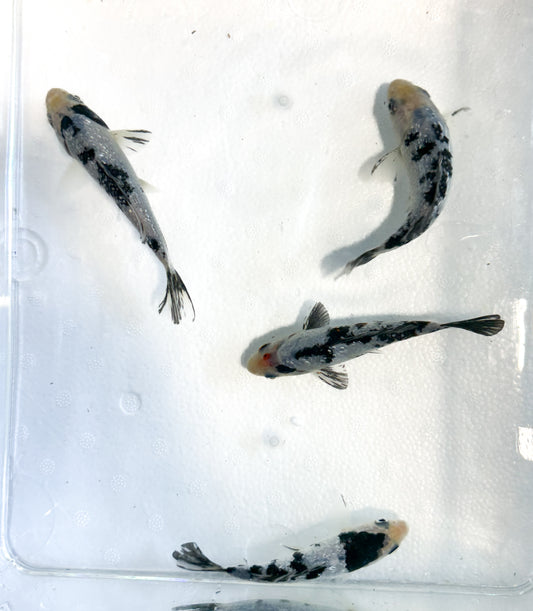 2-Pack Diamond Scale Shiro Bekko Koi 4-5" Live Freshwater Pond Fish