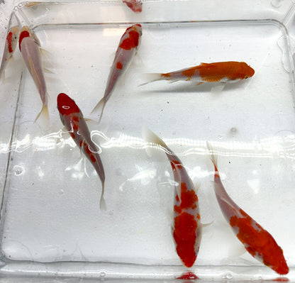 2-Pack Kohaku Koi 4-5" Live Freshwater Pond Fish Premium Red White Koi