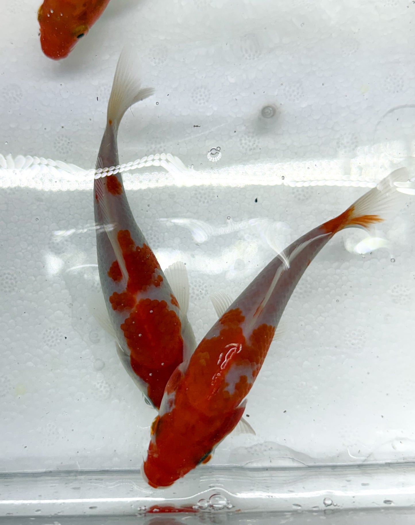 2-Pack Kohaku Koi 4-5" Live Freshwater Pond Fish Premium Red White Koi
