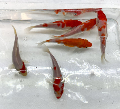 2-Pack Kohaku Koi 4-5" Live Freshwater Pond Fish Premium Red White Koi