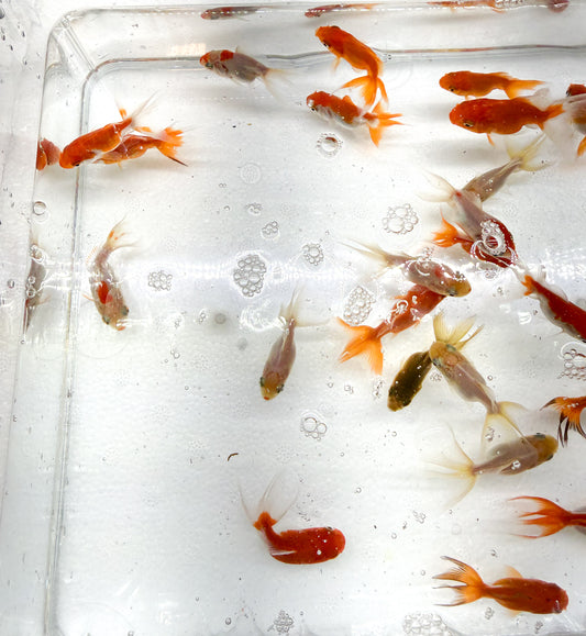 5-Pack Assorted Fantail Goldfish 1.5-2" Live Fish Freshwater