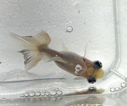 3-Pack White Butterfly Telescope Moor Goldfish 1.5-2" Live Fish