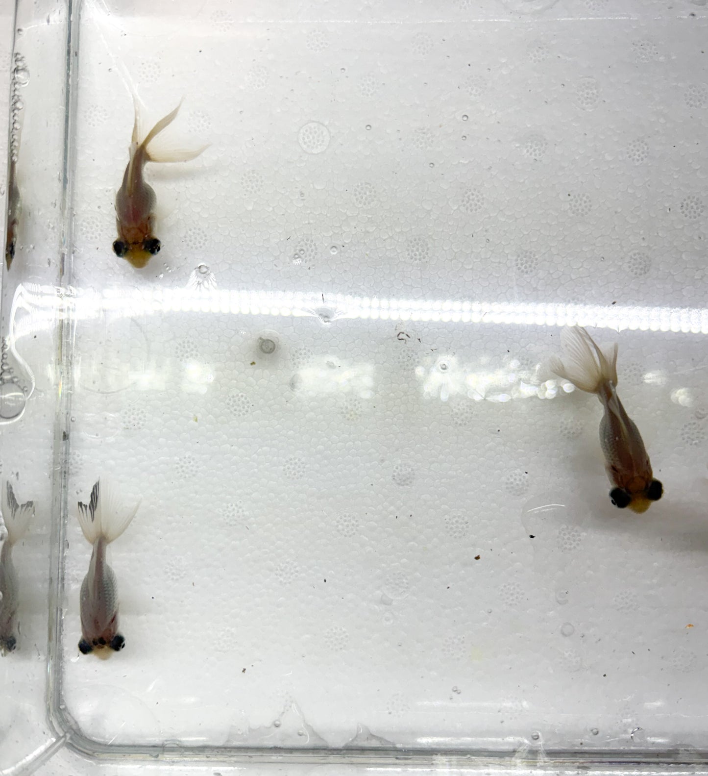 3-Pack White Butterfly Telescope Moor Goldfish 1.5-2" Live Fish