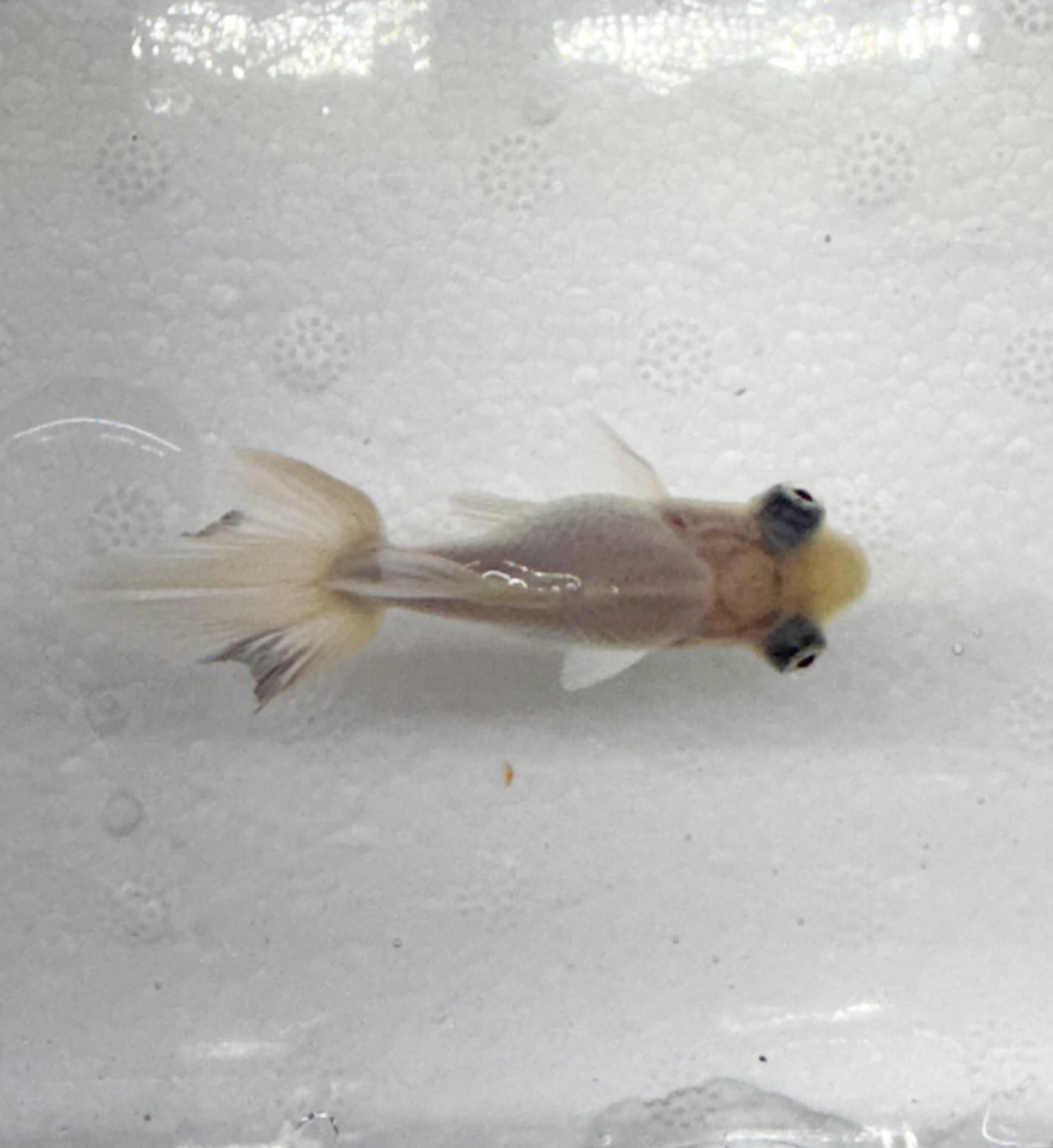 3-Pack White Butterfly Telescope Moor Goldfish 1.5-2" Live Fish