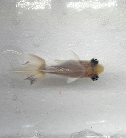 3-Pack White Butterfly Telescope Moor Goldfish 1.5-2" Live Fish