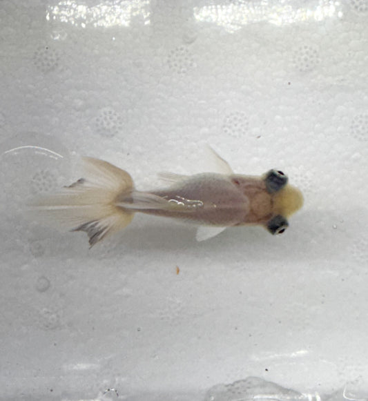 3-Pack White Butterfly Telescope Moor Goldfish 1.5-2" Live Fish