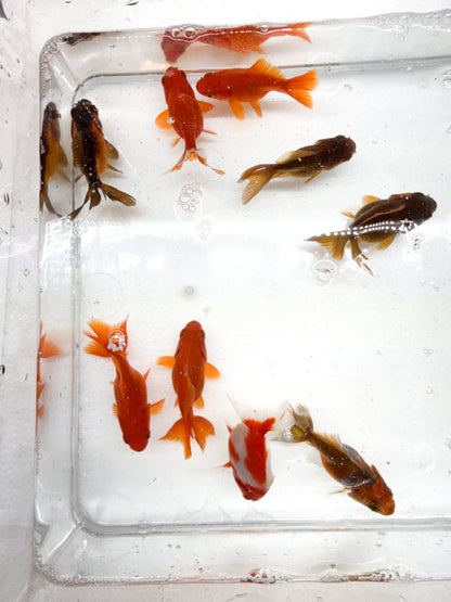 4-Pack Assorted Ryukin Short Tail Goldfish Live Freshwater Fancy Fish