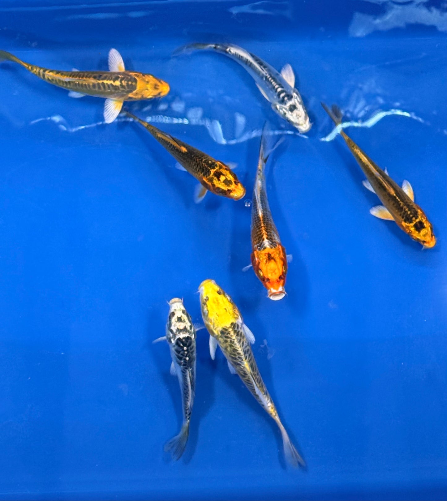2-Pack Matsuba Koi 4-5" Live Fish Freshwater Pond Aquarium Ornamental Carp