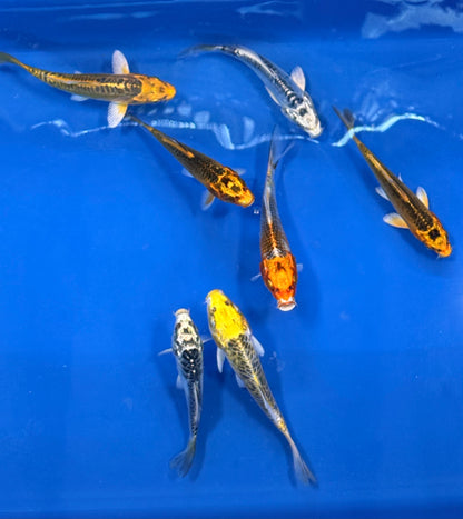 2-Pack Matsuba Koi 4-5" Live Fish Freshwater Pond Aquarium Ornamental Carp