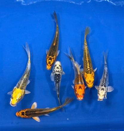 2-Pack Matsuba Koi 4-5" Live Fish Freshwater Pond Aquarium Ornamental Carp