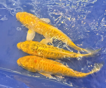 Doitsu ki Matsuba Koi 6-7" Live Fish Freshwater Pond Aquarium Nishikigoi