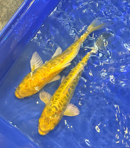 Doitsu ki Matsuba Koi 6-7" Live Fish Freshwater Pond Aquarium Nishikigoi