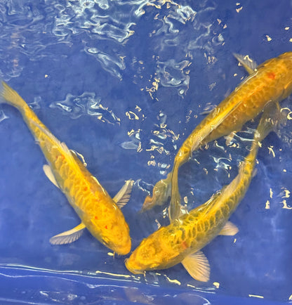 Doitsu ki Matsuba Koi 6-7" Live Fish Freshwater Pond Aquarium Nishikigoi