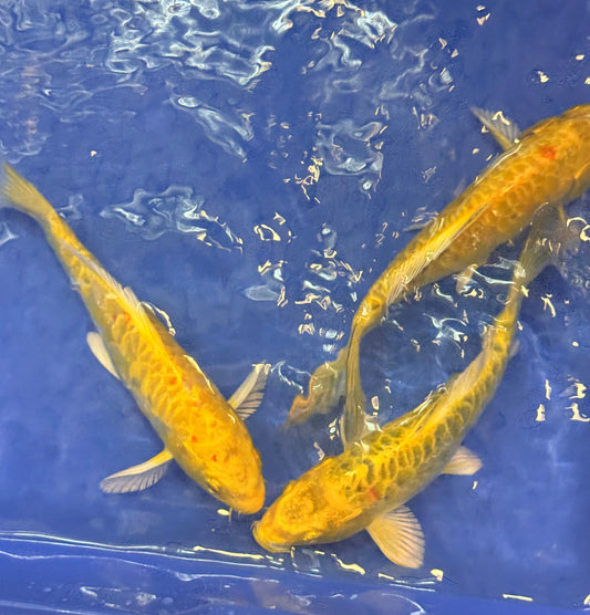 Doitsu ki Matsuba Koi 6-7" Live Fish Freshwater Pond Aquarium Nishikigoi