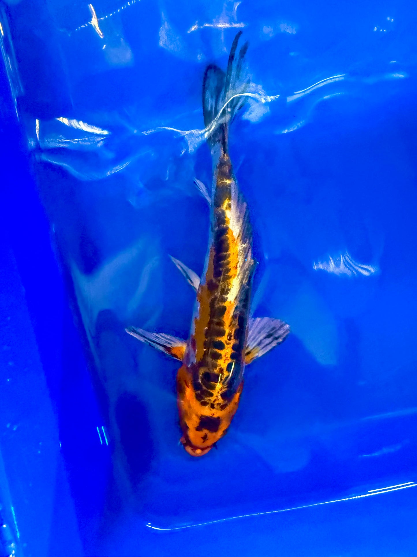 Hi Shusui Koi 6-7" Live Fish Freshwater Pond Aquarium Ornamental Nishikigoi