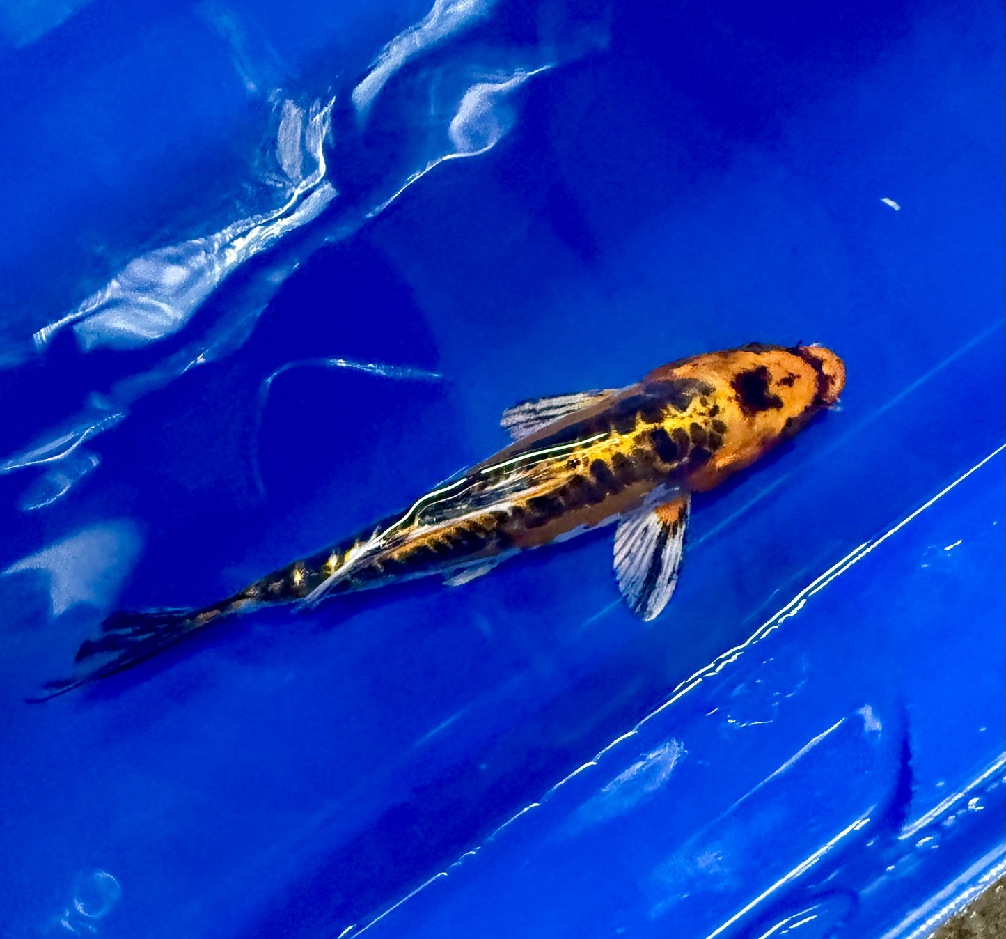 Hi Shusui Koi 6-7" Live Fish Freshwater Pond Aquarium Ornamental Nishikigoi