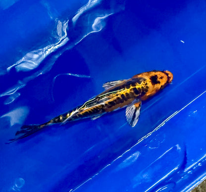 Hi Shusui Koi 6-7" Live Fish Freshwater Pond Aquarium Ornamental Nishikigoi