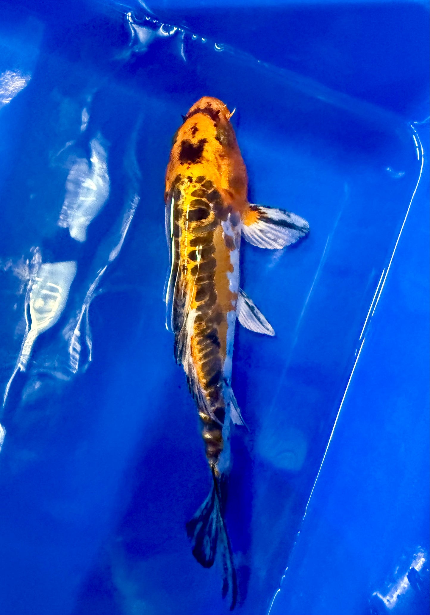 Hi Shusui Koi 6-7" Live Fish Freshwater Pond Aquarium Ornamental Nishikigoi