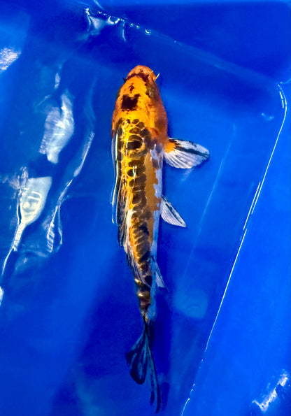 Hi Shusui Koi 6-7" Live Fish Freshwater Pond Aquarium Ornamental Nishikigoi