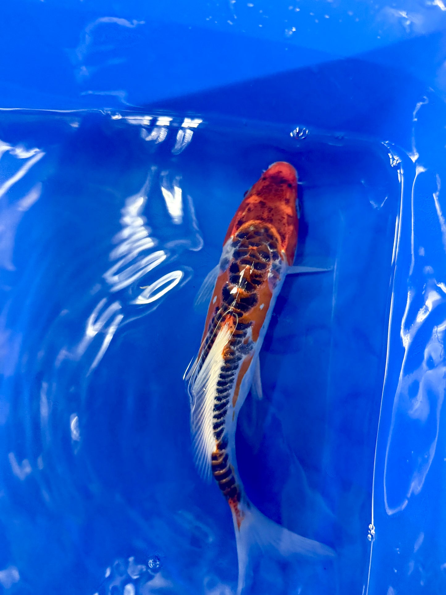 Hi Shusui Koi 6-7" Live Fish Freshwater Pond Aquarium Ornamental Nishikigoi