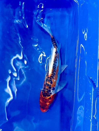 Hi Shusui Koi 6-7" Live Fish Freshwater Pond Aquarium Ornamental Nishikigoi
