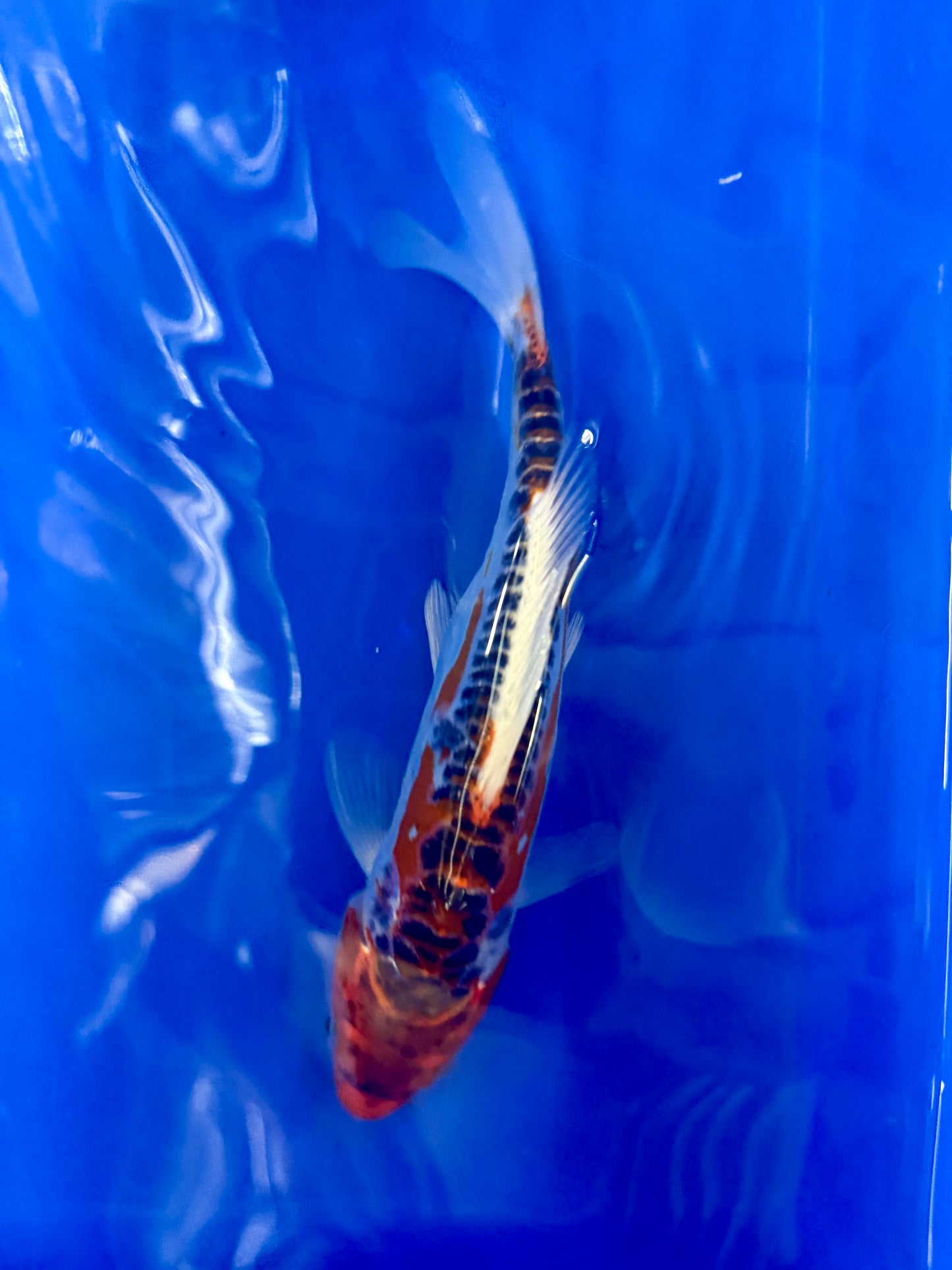 Hi Shusui Koi 6-7" Live Fish Freshwater Pond Aquarium Ornamental Nishikigoi