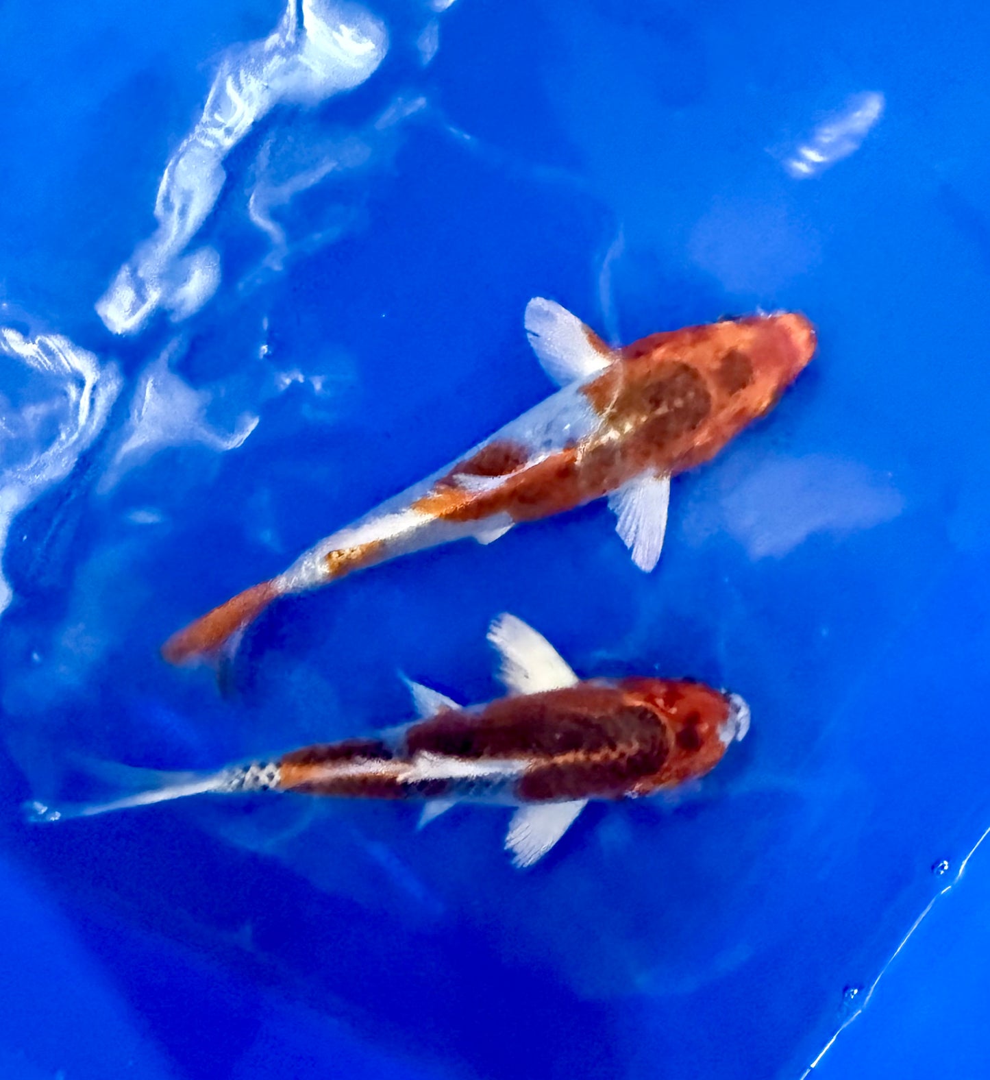 2-Pack Kujaku Koi 4-5" Live Fish Freshwater Pond Aquarium Ornamental Carp