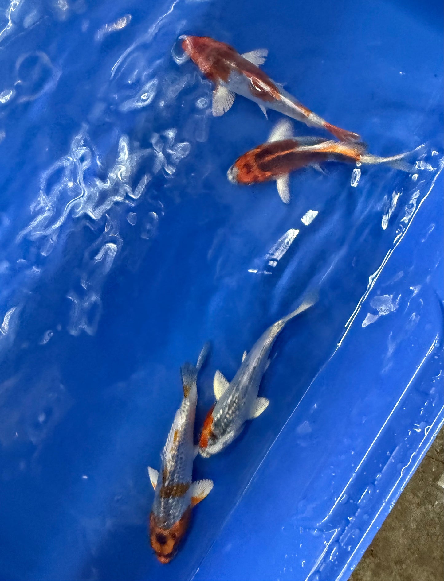 2-Pack Kujaku Koi 4-5" Live Fish Freshwater Pond Aquarium Ornamental Carp